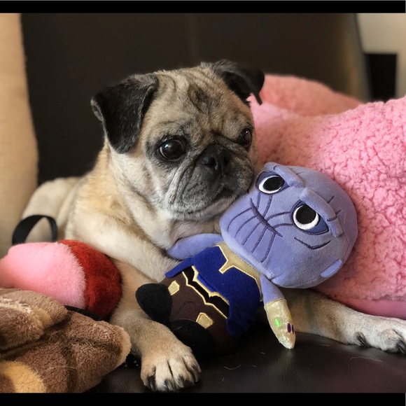 Meet Penny & Chile Biscuit! - Picture 4 of 7